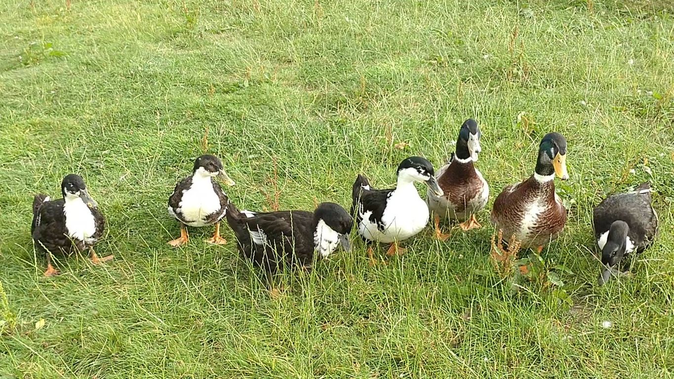 A young flock (2022) of Rouen cross for sale